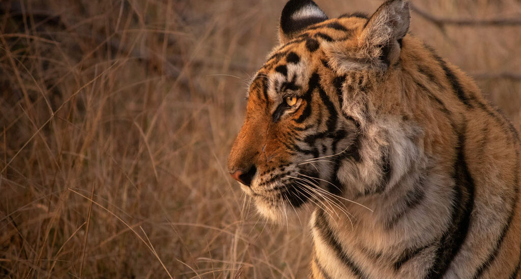 Tiger in Ranthambore National Park