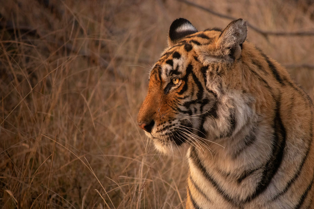 Tiger in Ranthambore National Park