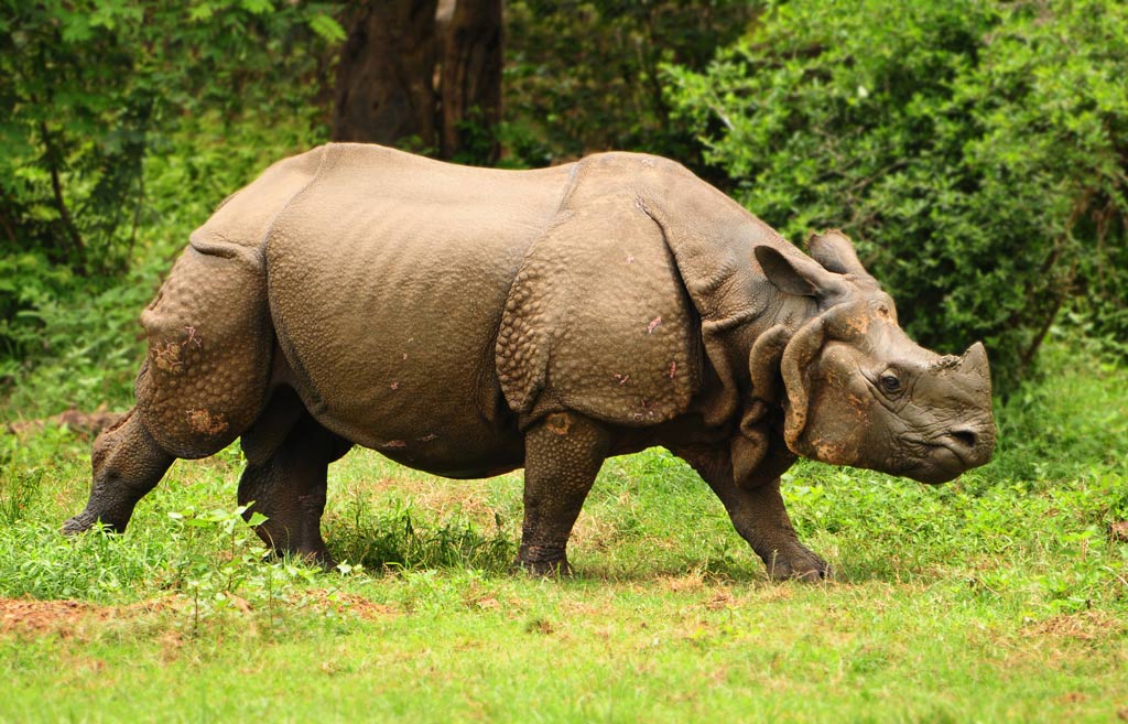 Parc Kaziranga, rhinocéros cornus