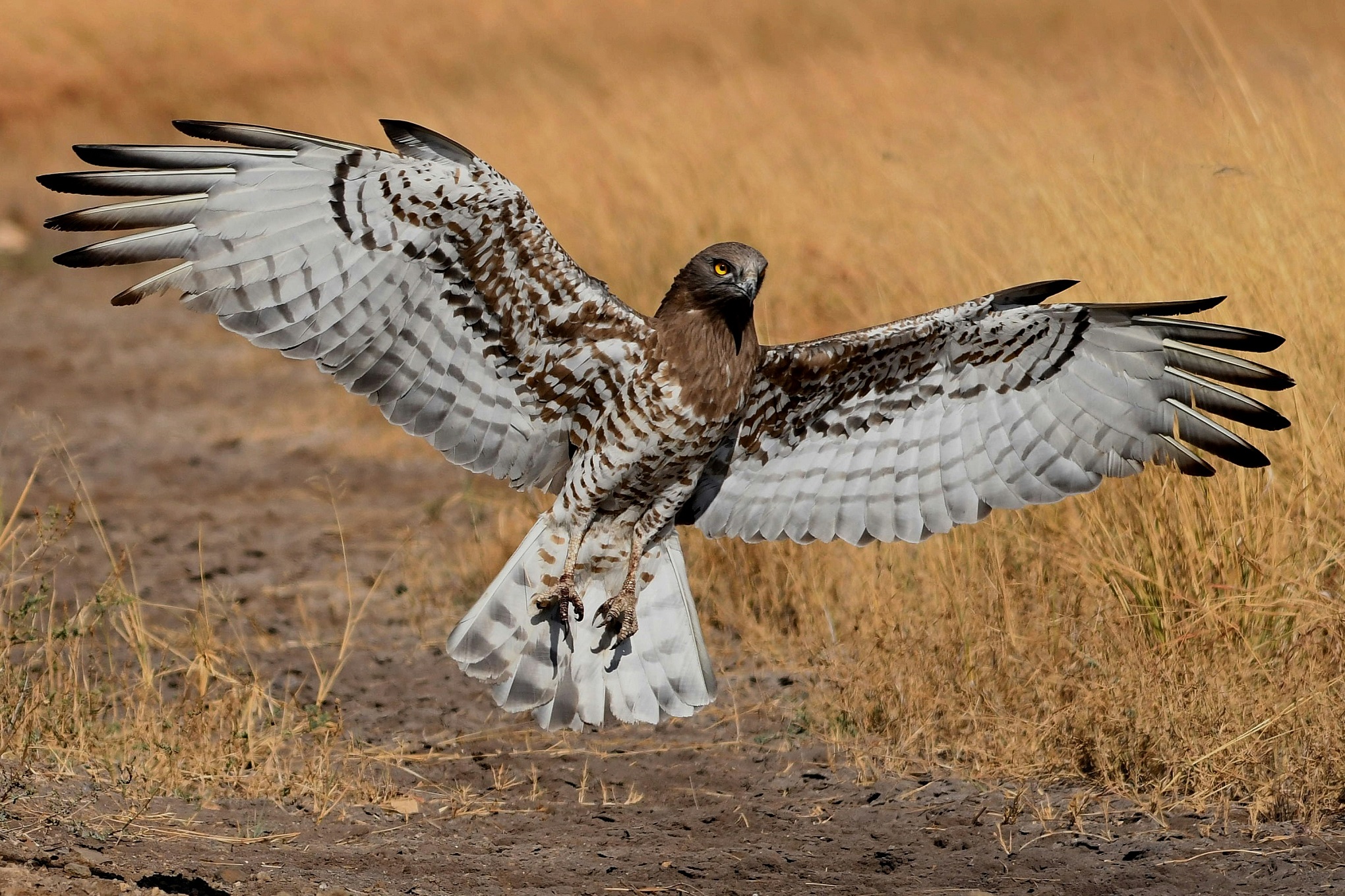 aigle en inde observer