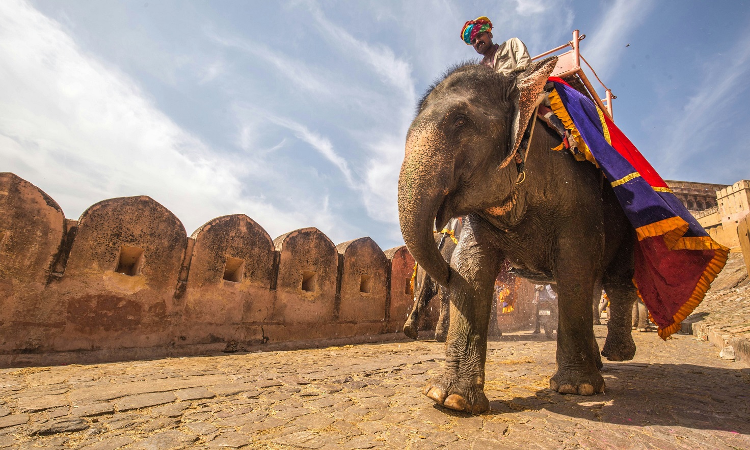 Les éléphants d'Inde